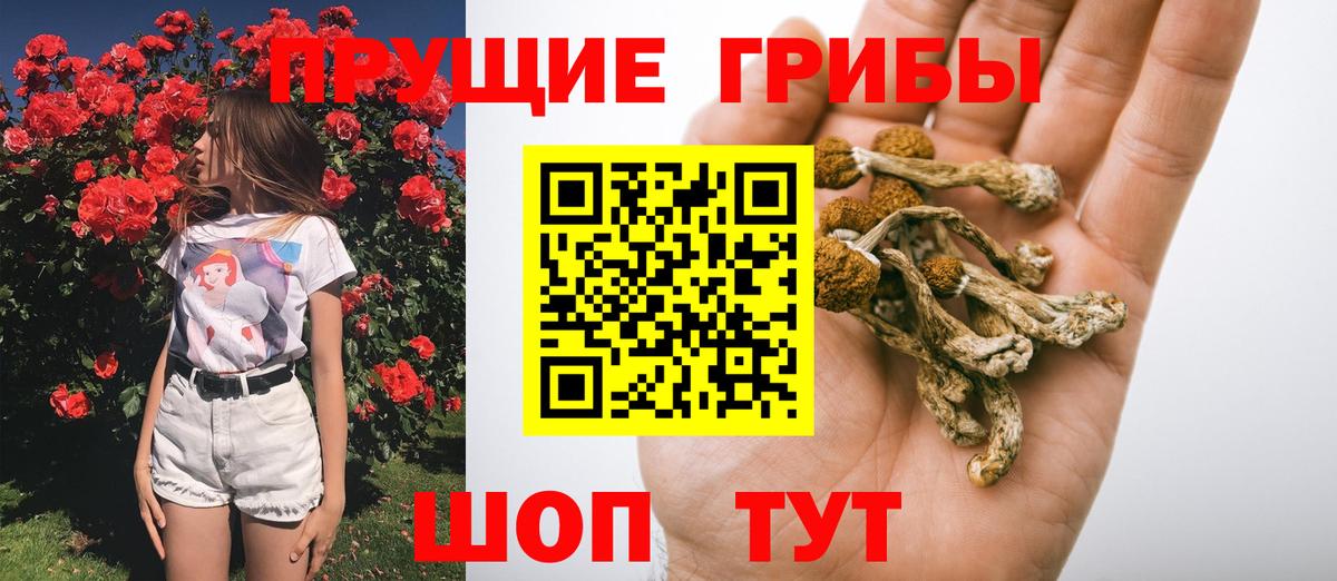 Псилоцибиновые грибы GOLDEN TEACHER Люберцы